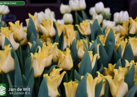 Tulipa Yellow Crown ® (3)